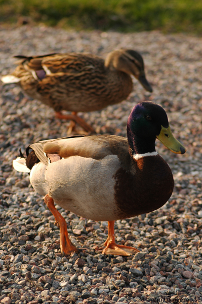 Ducklings