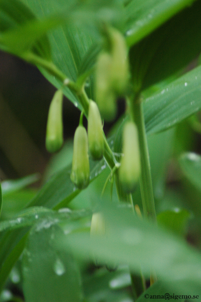 Green, green, yellow