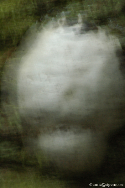 Gohst in the woods