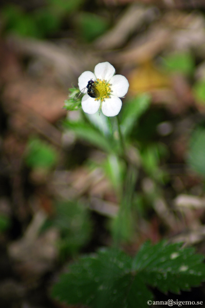 Pollinated flower
