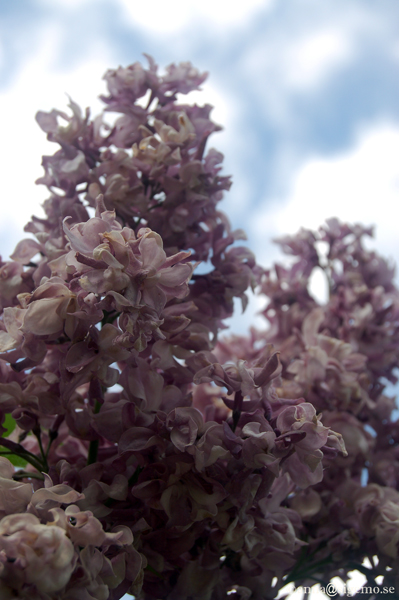 Purple invasion