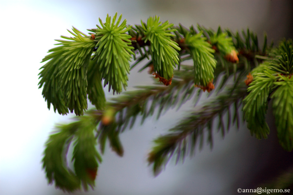 Spruce as claws